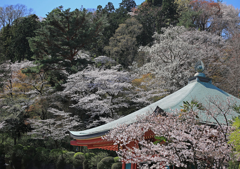 境内ー満開の桜
