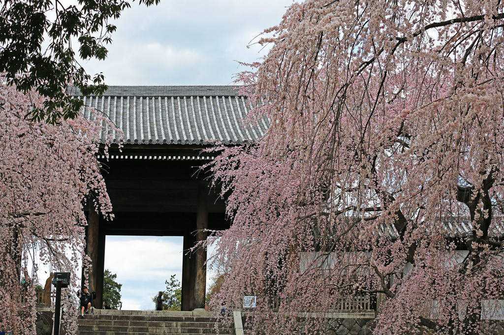 東郷寺山門としだれ櫻の競演