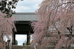 東郷寺山門としだれ櫻の競演