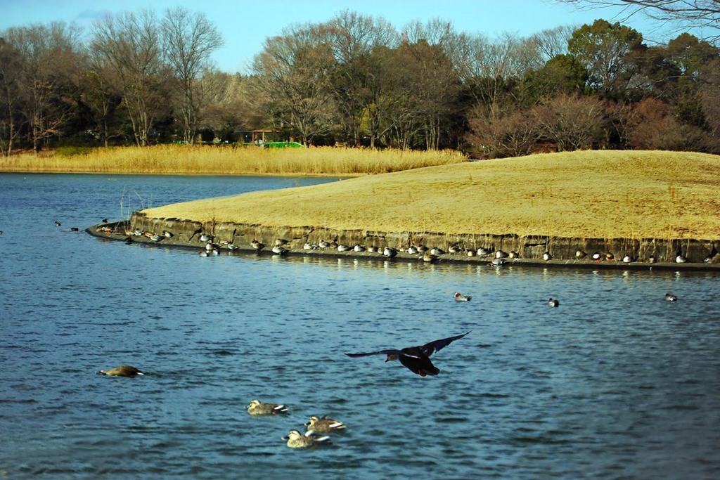 少しづつ春の足音-1（昭和記念公園で）