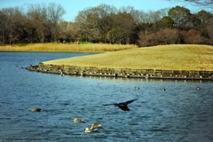 少しづつ春の足音-1（昭和記念公園で）