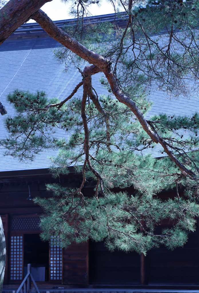 書院の昼下がりー高幡不動尊