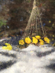 春に目覚めて～福寿草-1