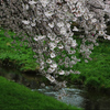 春の小川ー1