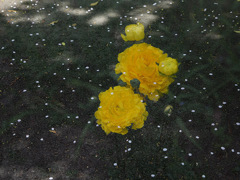 花ビラの中で