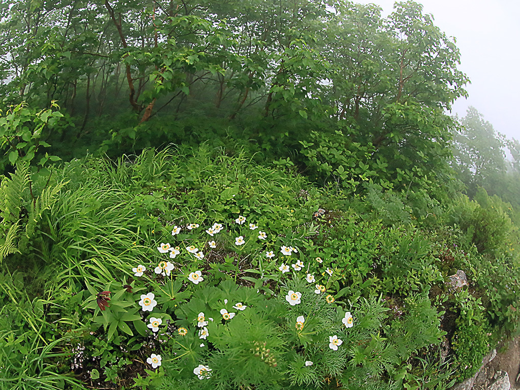 高山植物（カールで）ーハクサンイチゲ