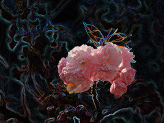 幻想の八重桜