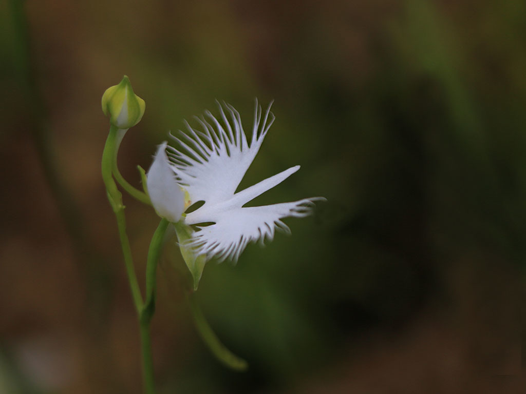 サギ草ー生を受け継ぐ-2