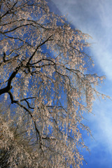 雨上がりの糸しだれ桜