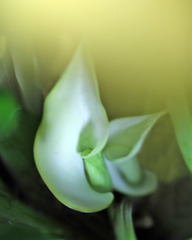 カラーの赤ちゃん