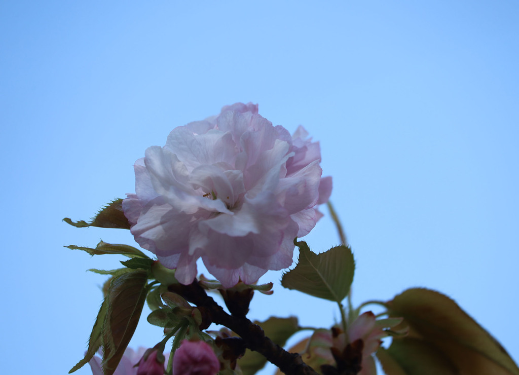 桜一輪