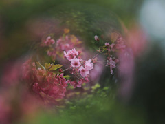 花束をどうぞ