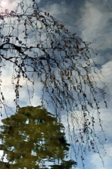 春萌え百草園ー水中しだれ梅