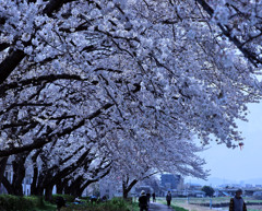 満開の桜ー浅川土手
