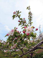 リンゴ花-1