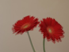 少しづつ春の足音-5（昭和記念公園で）