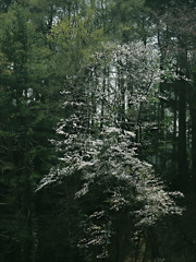 桜ー幻想即興曲-1