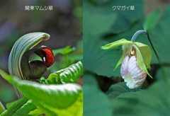 山野草２種