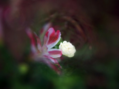 春の花壇で-1