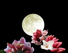 満月と沈丁花