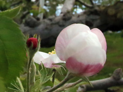 リンゴ花-2