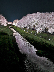 桜堤燃ゆる