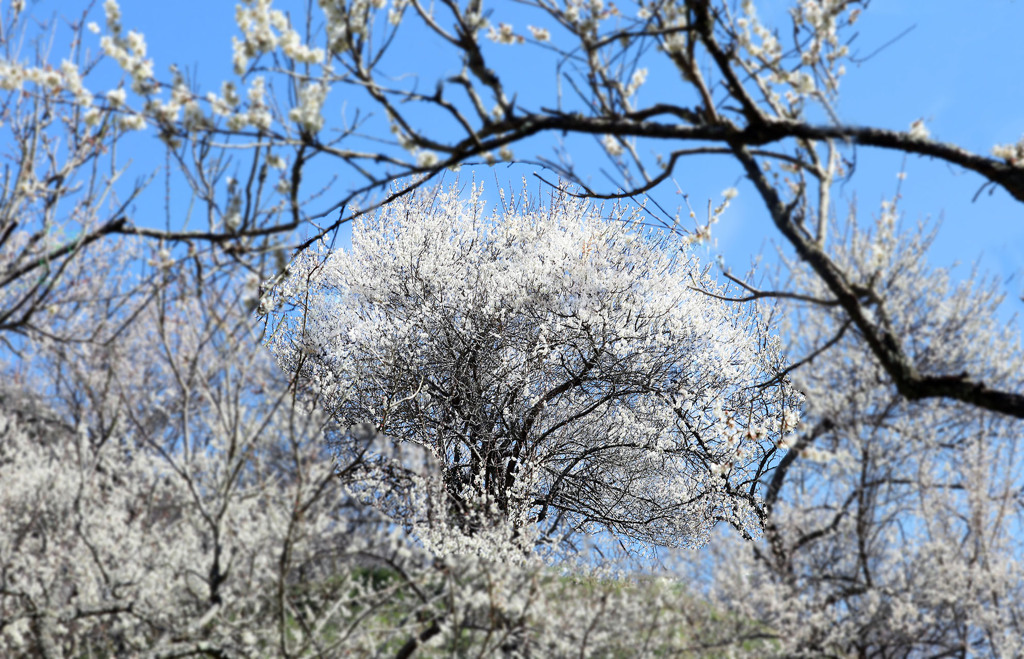 白い森の饗宴