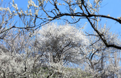 白い森の饗宴