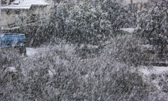 東京吹雪の日