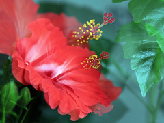 tha big summer flower