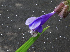 花びらの中でー羅生門カズラ