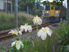 花しょうぶと西武電車