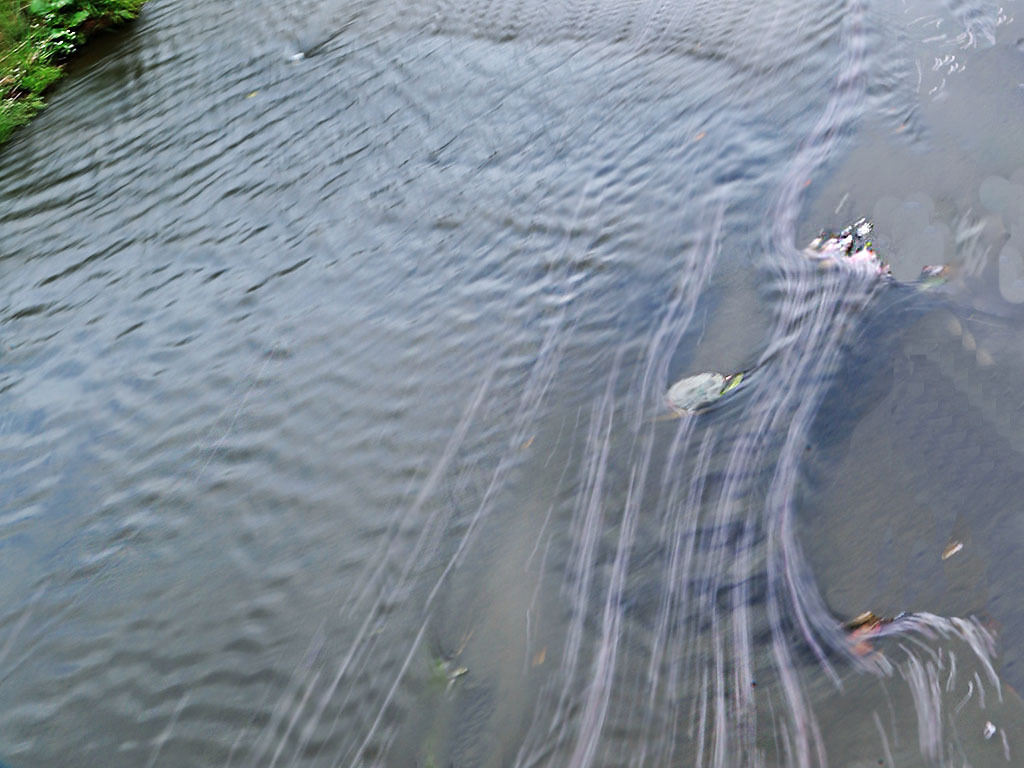 晩春の流れーさくら帯1