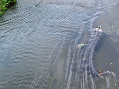 晩春の流れーさくら帯1