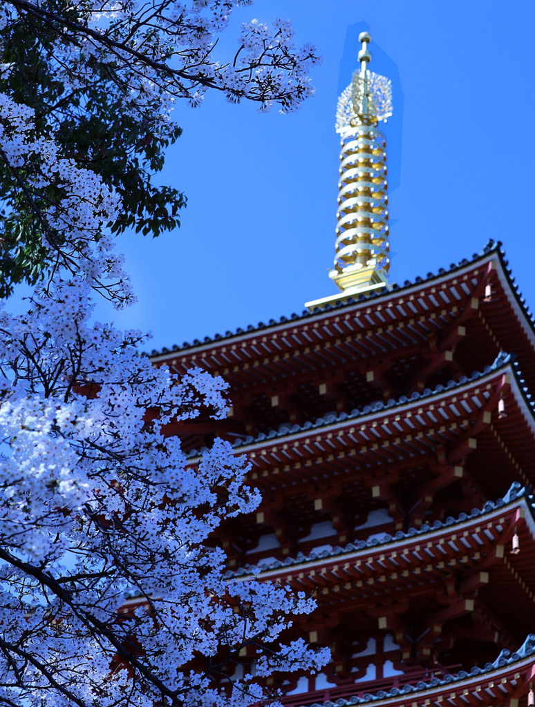 桜と相輪ー高幡不動尊