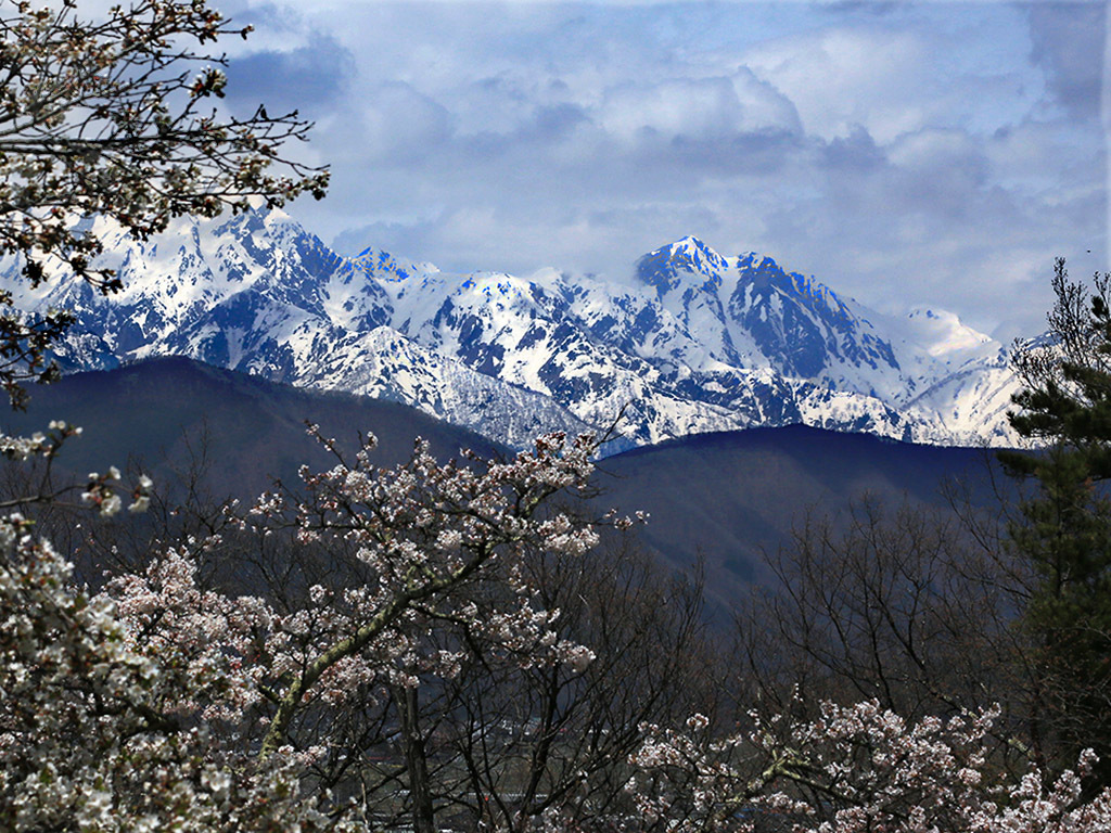 桜と鹿島槍ヶ岳
