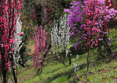 ほうき花桃の森