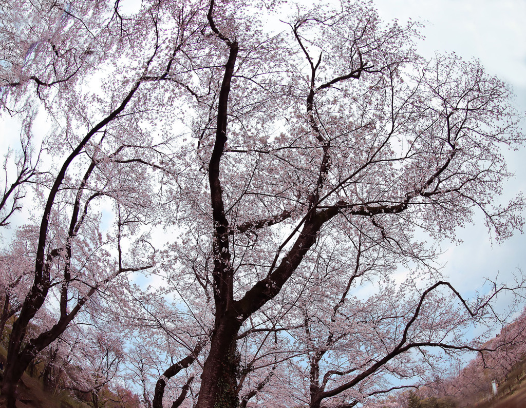満開の桜に酔う-1