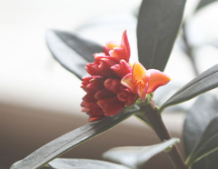 春を告げるー沈丁花