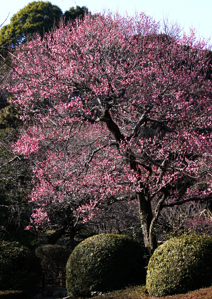 春萌え百草園ー梅大木