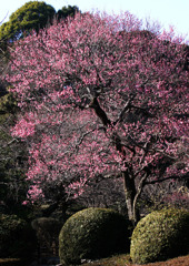 春萌え百草園ー梅大木