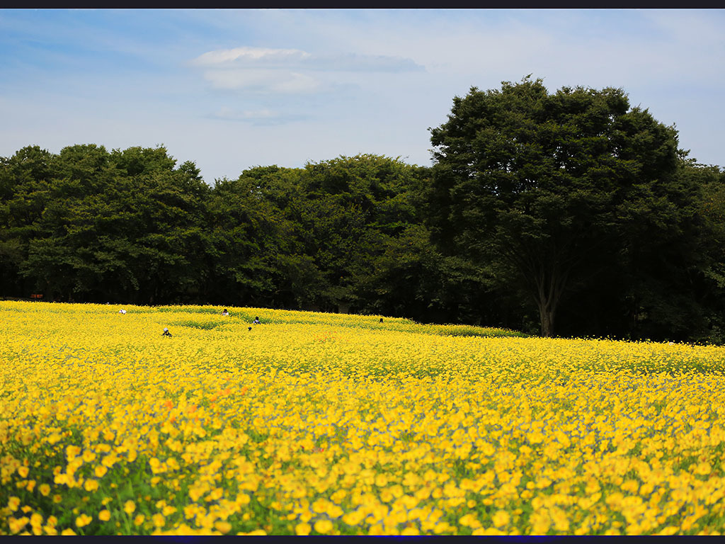 黄色のジュウタンー台風前のコスモス畑