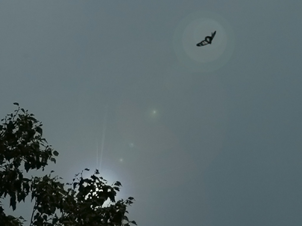 アサギマダラ-飛翔1