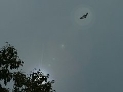 アサギマダラ-飛翔1