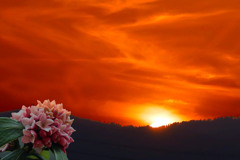 夕日と沈丁花