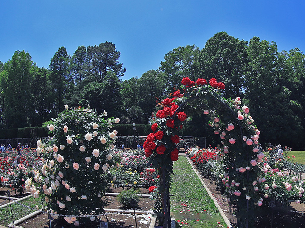 バラフェスタ会場-2