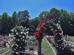 バラフェスタ会場-2