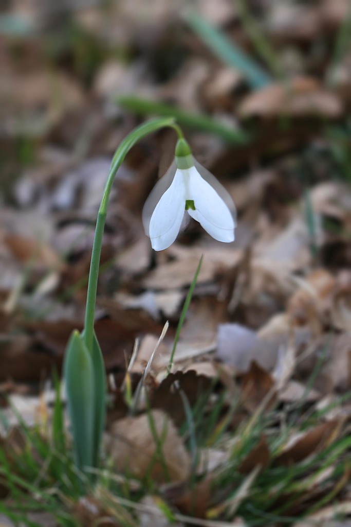 少しづつ春の足音-3（昭和記念公園で）