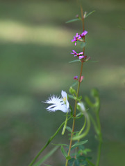 サギ草ー一緒にね