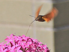 生きるーホシホウジャク